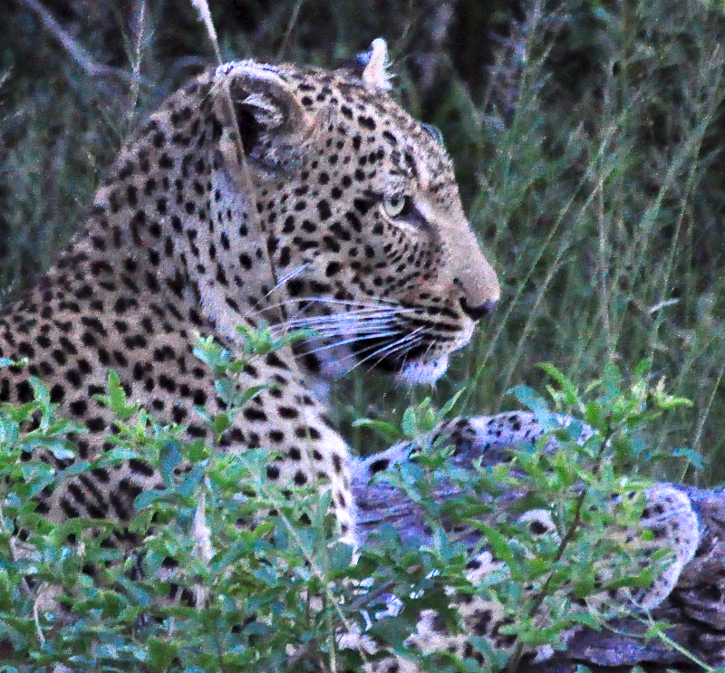Melanie Heinrich - travel images - Lion Sands Private game reserver Hazyview